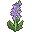 風鈴花